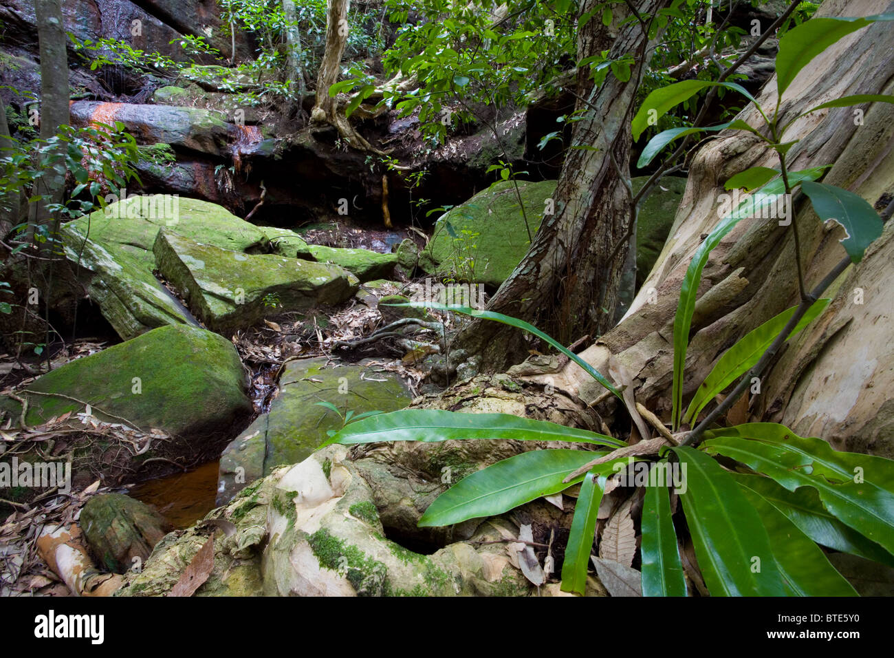 Felsigen Regenwald Gully, Royal National Park, Sydney, Australien Stockfoto