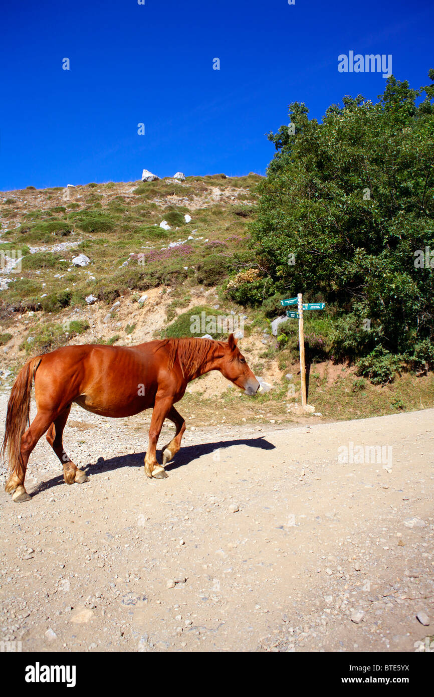 altes Pferd in den Picos de Europa, Spanien, Hochgebirge, Gebirge, Land, Nationalpark, Pony, Inland, Tier, im Freien, Stockfoto