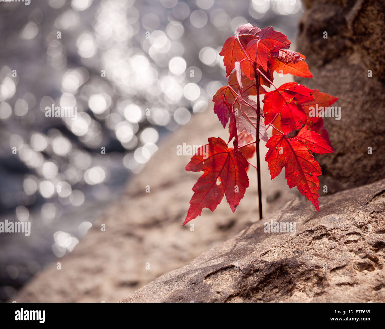 Ahornblatt im Herbst wachsen vom Rock durch einen Fluss im Herbst Stockfoto