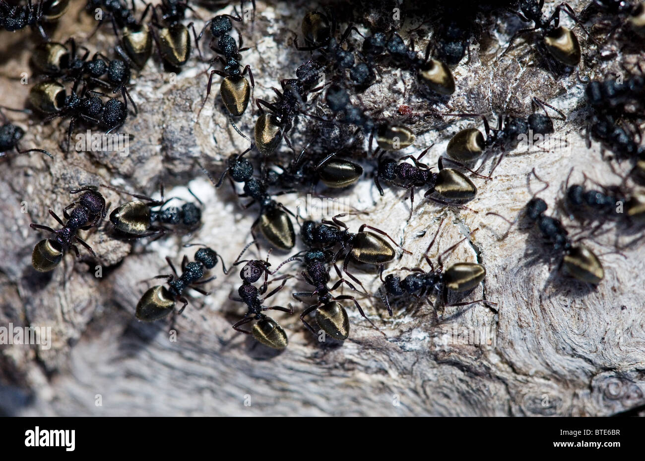 Schwarze Ameisen, Royal National Park, Sydney, Australien Stockfoto