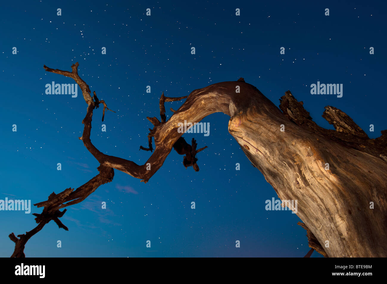 Stimmungsvolle Sternenhimmel eines Toten Baumes von unten betrachtet Stockfoto