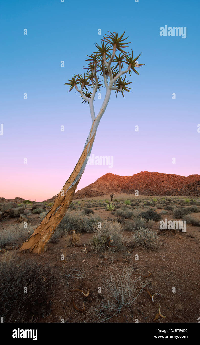 Köcher Baum (Aloe Dichotoma) stützte sich in einem Winkel mit einer Sanddüne im Hintergrund Stockfoto