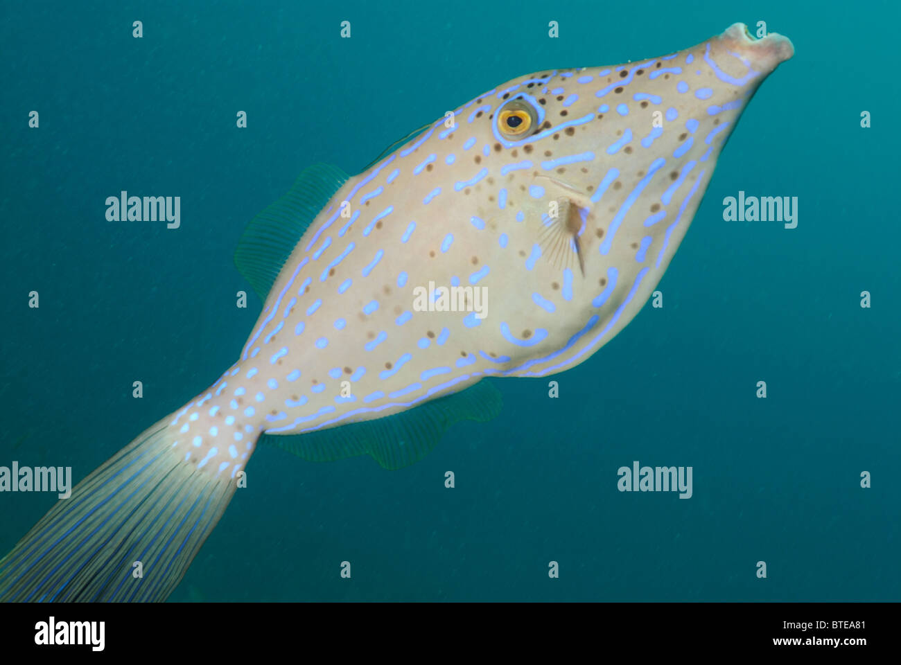 Scrawled Feilenfisch vor Key Largo Küste, Florida, USA Stockfoto