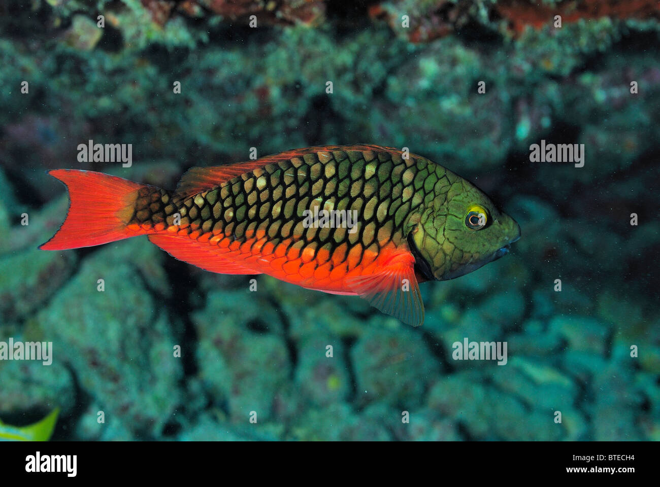 Stoplight Papageienfisch von Key Largo Küste, Florida, USA Stockfoto
