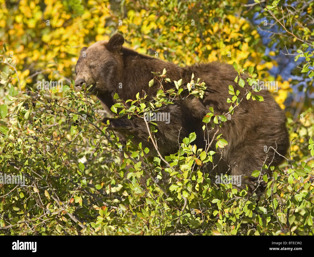 Cinnamon Bear im Baum ernähren sich von Beeren Stockfoto