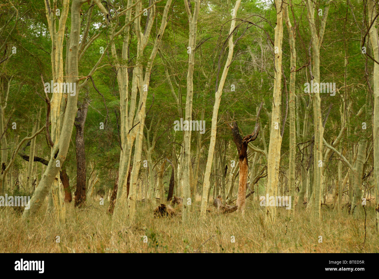 Fieber Baum Wald Stockfoto