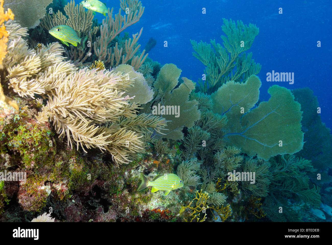 Venus-Gorgonien (wissenschaftlicher Name: Gorgonia Flabellum), off Key Largo Küste, Atlantik, Florida Keys, USA, Vereinigte Staaten. Stockfoto