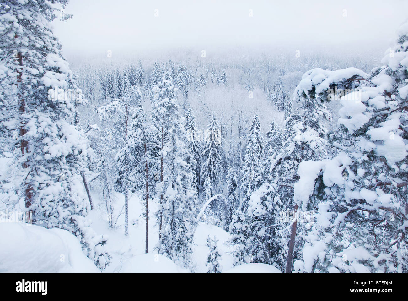 Winter im Nationalpark Nuuksio, Espoo, Finnland Stockfoto