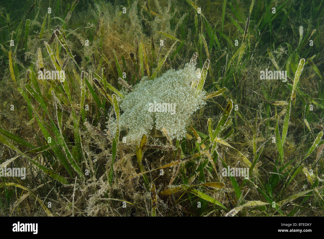 Mangrove Upsidedown Quallen aus Key Largo, Golf von Mexiko, Florida, USA Stockfoto