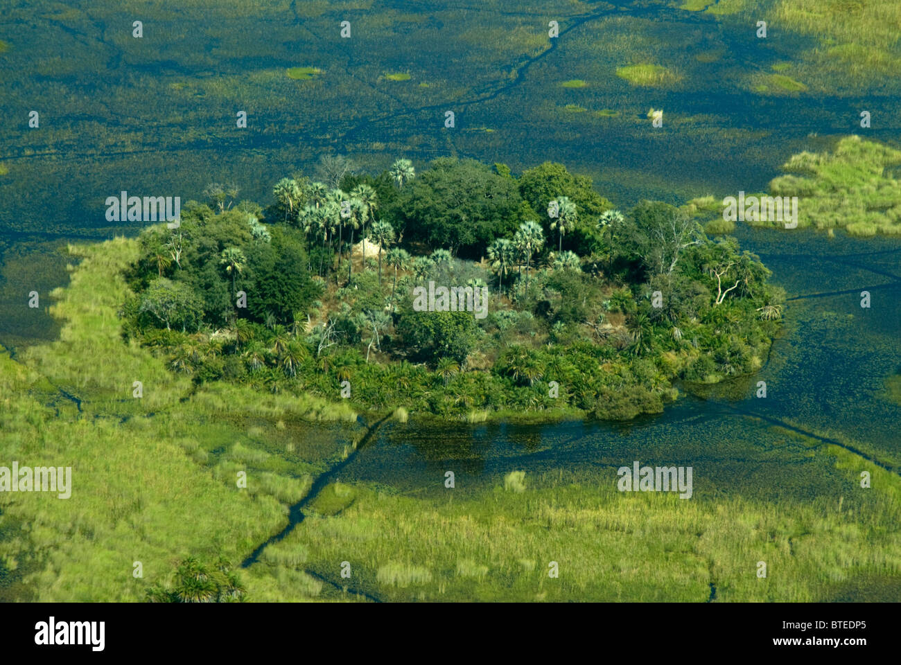 Luftaufnahme von einer Insel im Okavangodelta mit großen Bäumen Stockfoto