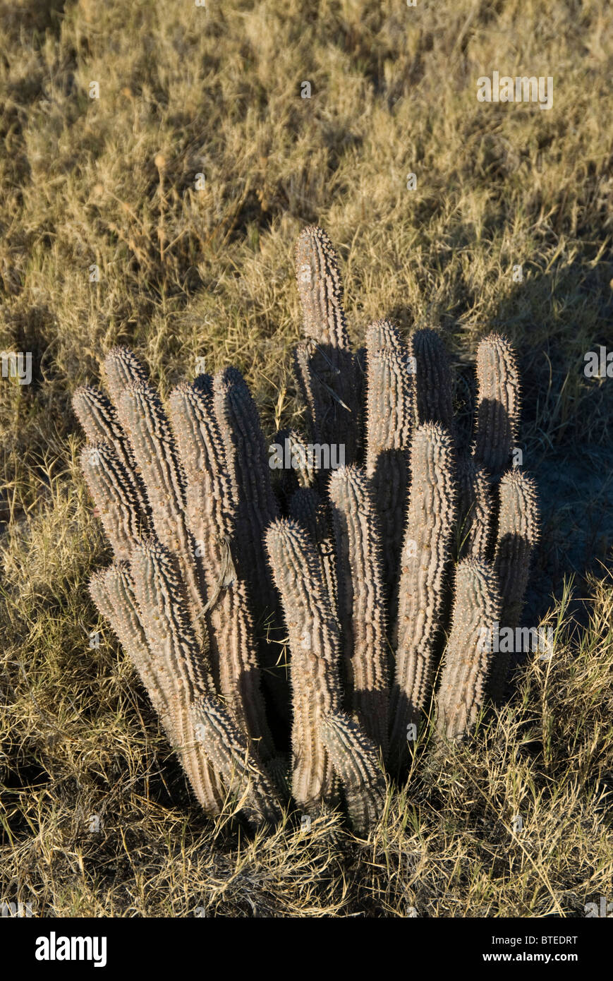 Hoodia, ein natürlicher Appetitzügler verwendet von den San wachsen im natürlichen Lebensraum am Rande der Makgadikgadi Salzpfannen Stockfoto