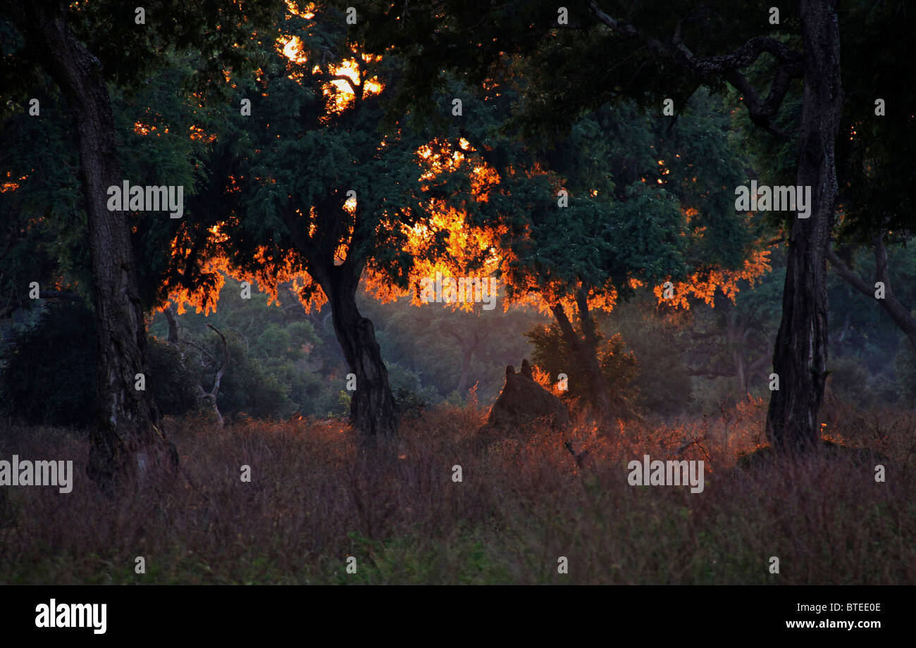 Einen stimmungsvollen Sonnenaufgang fangen das Laub der Feidherbia Albida Wälder flankieren den Zambezi Fluss an Mana Pools Stockfoto