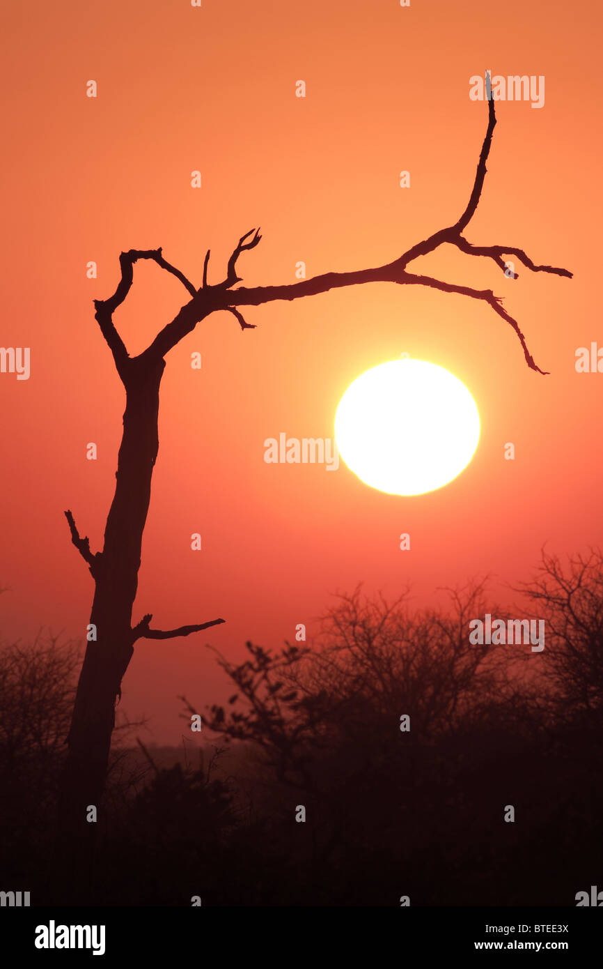 Toter Baum Silhouette bei Sonnenuntergang Stockfoto