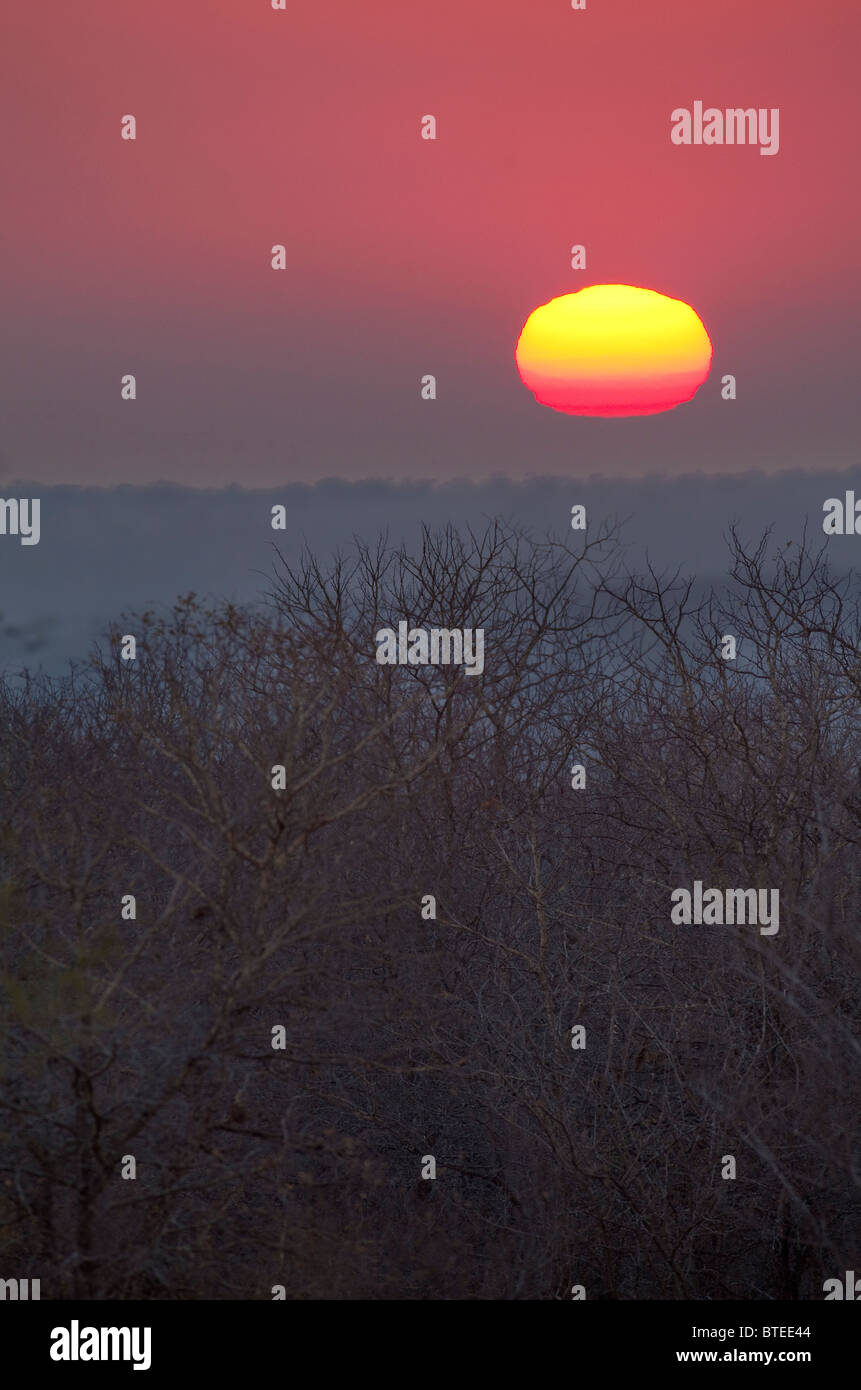 Bushveld Sonnenaufgang Stockfoto