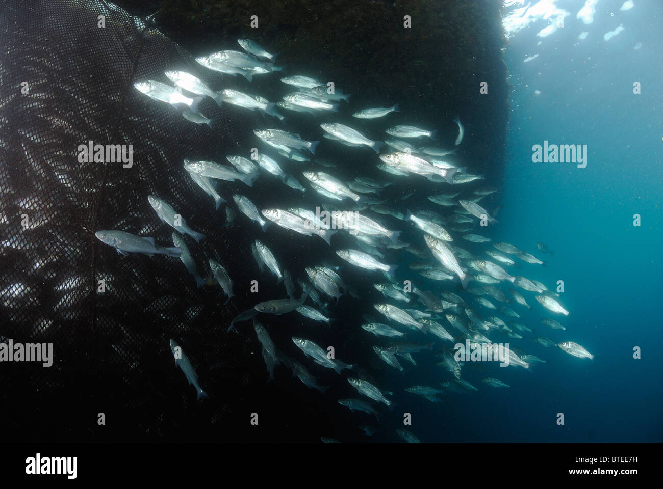 Lachs-Bass Fisch um ein Netz im Mittelmeer Stockfoto