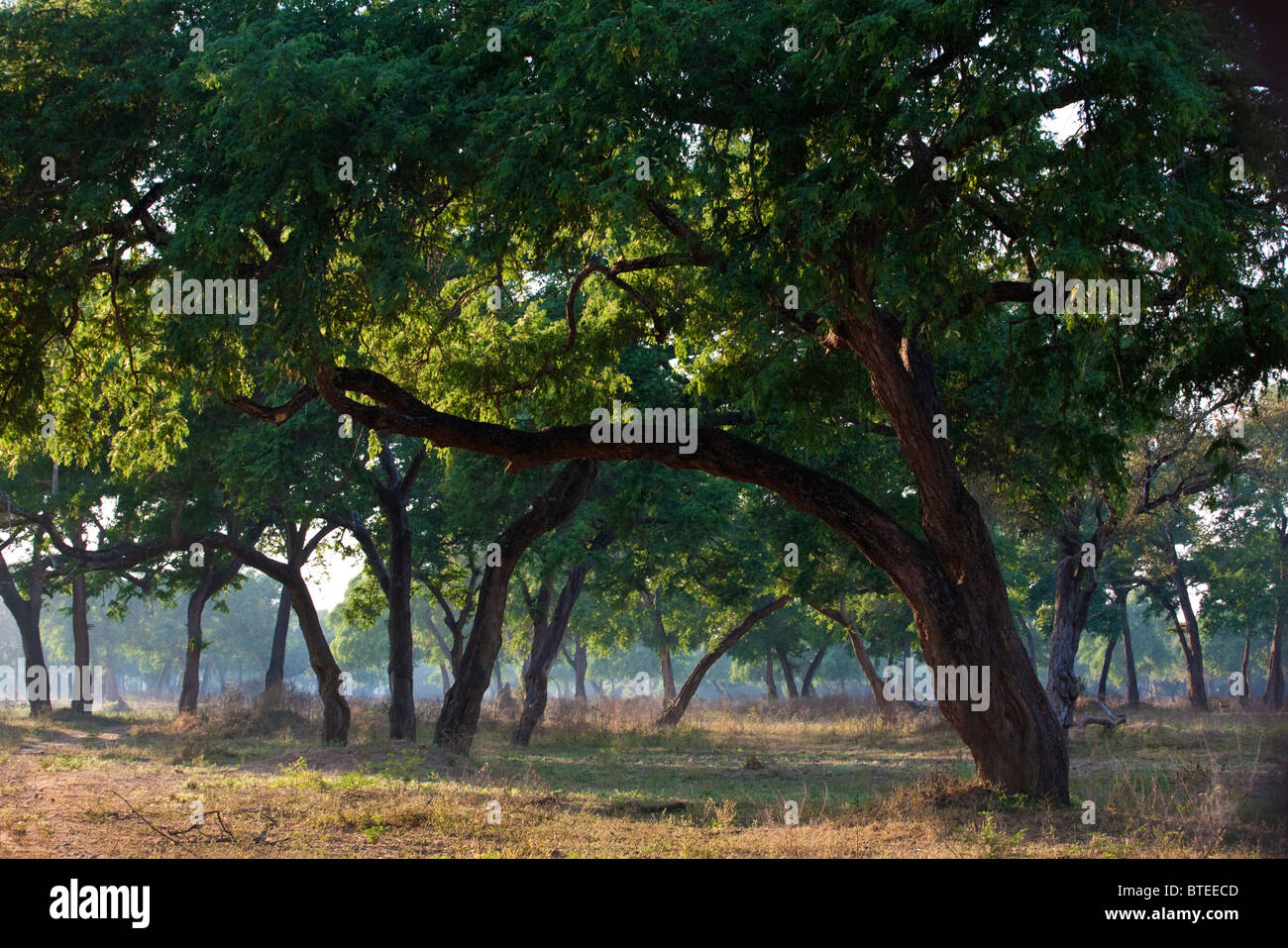 Neblige Sicht durch eine offene Feidherbia Albida Wald in der trockenen Jahreszeit Stockfoto