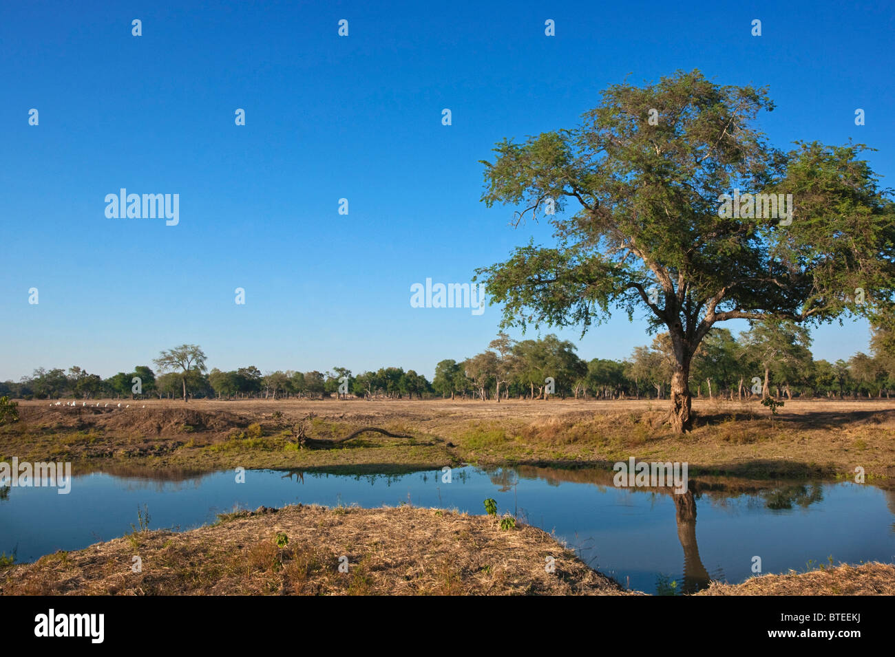 Reizvolle Aussicht auf einen einsamen großen Albida Baum bei einer saisonalen Pfanne auf Mana Pools Stockfoto