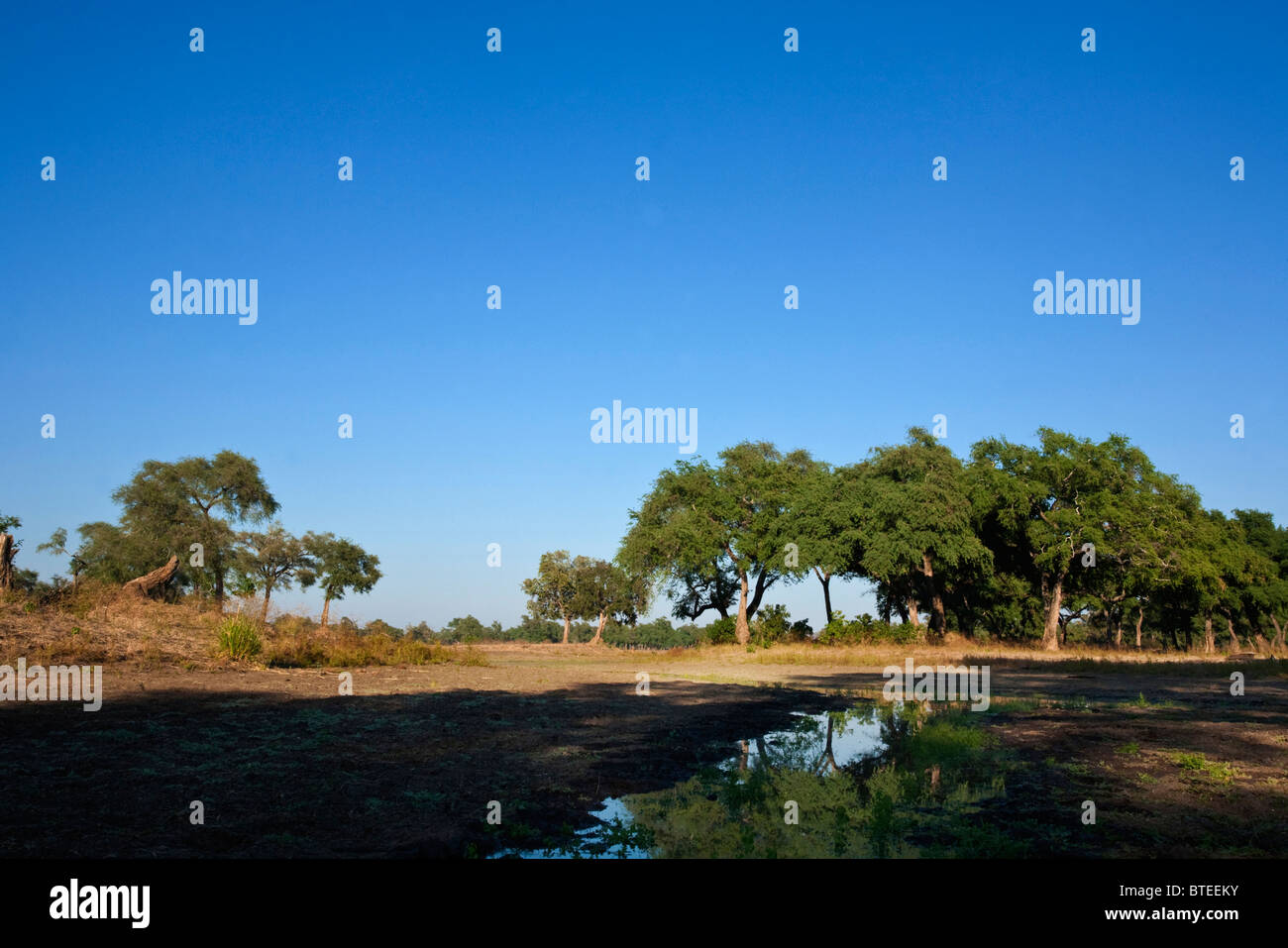 Bushveld Szene zeigt eine Trocknung saisonale Pan und fernen Albida Bäume Stockfoto