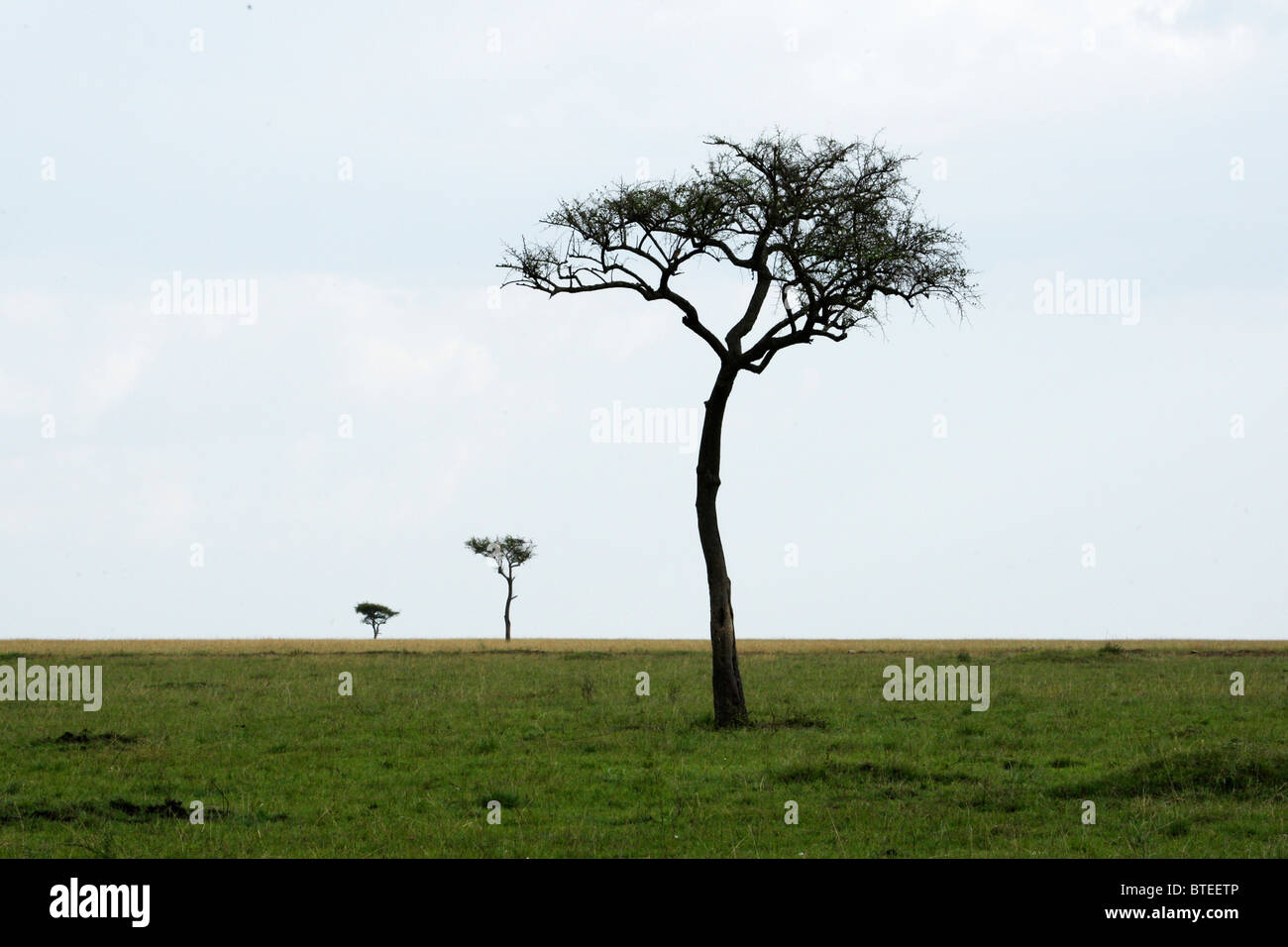 Malerische Aussicht auf eine große Wiese mit ein einsamer Baum auf der kurzen Grasebenen der Mara Stockfoto
