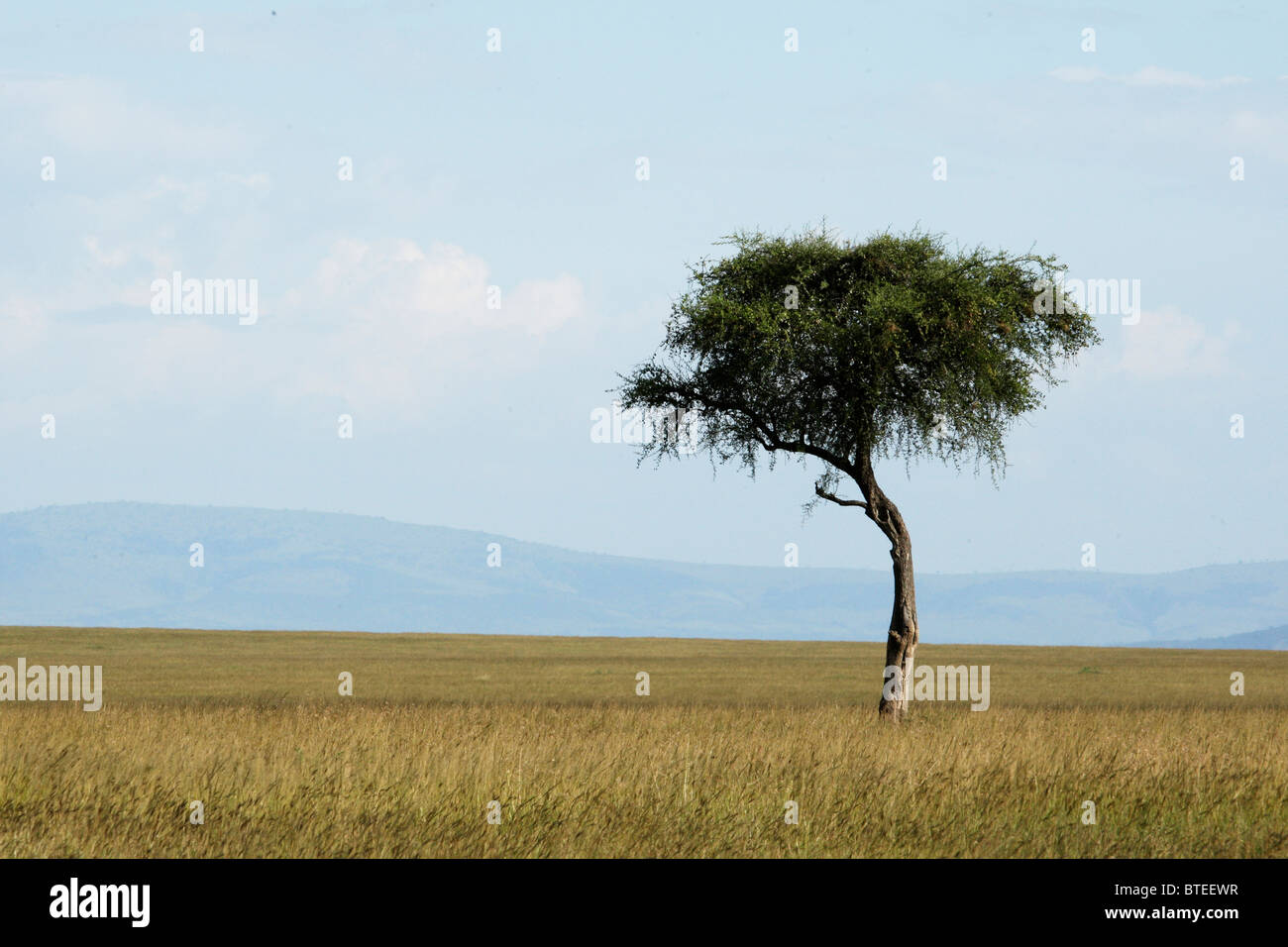 Malerische Aussicht auf eine große Wiese mit einem einsamen Baum und Berge in der Ferne sehr Stockfoto
