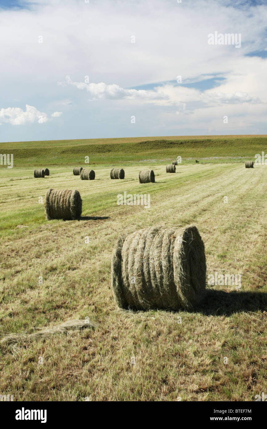 Landschaft mit Strohballen auf einem Feld aufgerollt Stockfoto