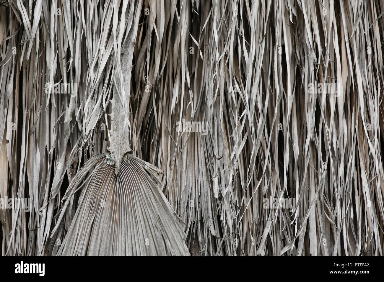 Washingtonia Palmenwedel vertrocknet Stockfoto