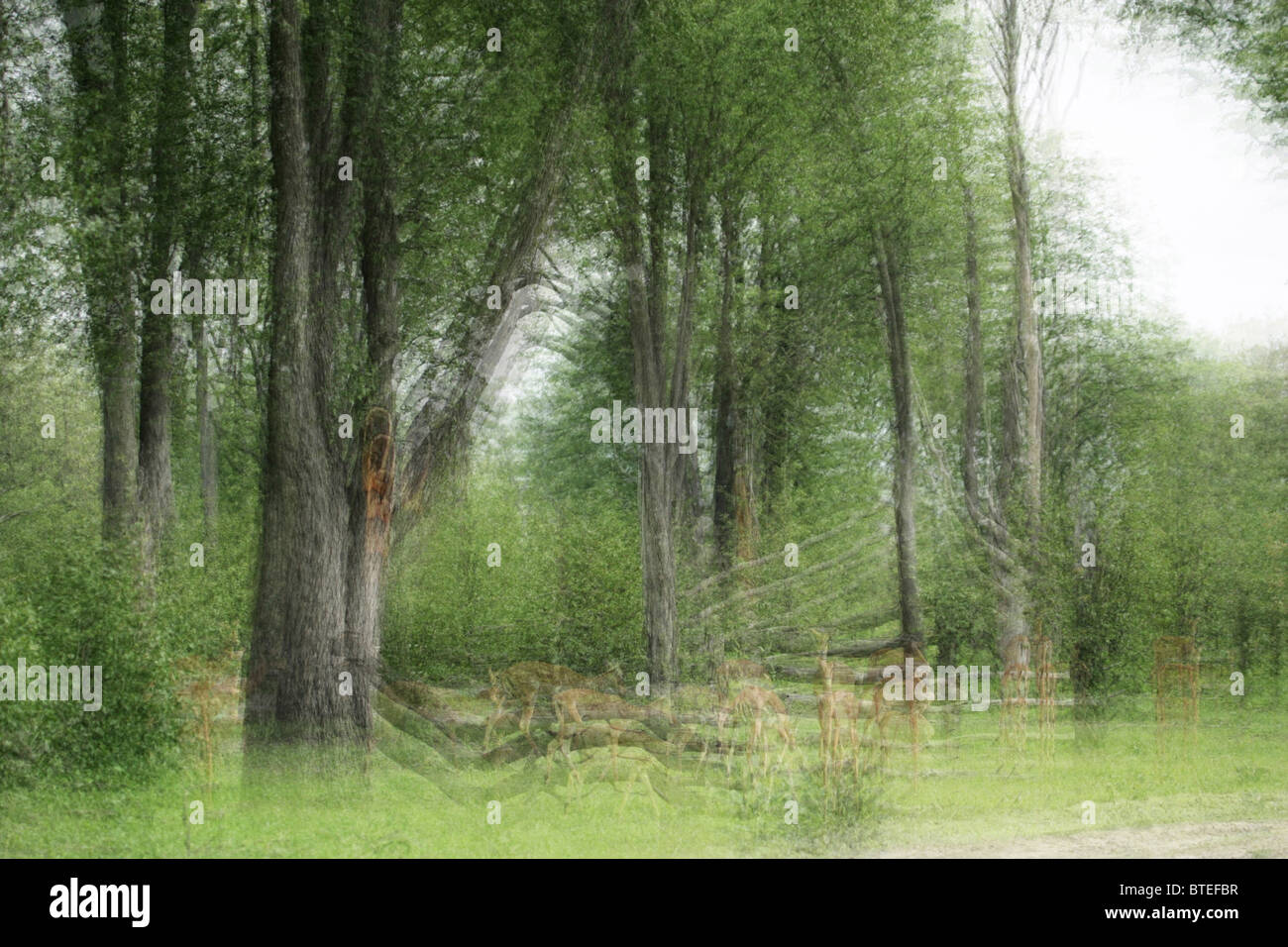 Bäume und Impalas - Mehrfachbelichtung, ein abstrakteste Gefühl zu geben Stockfoto