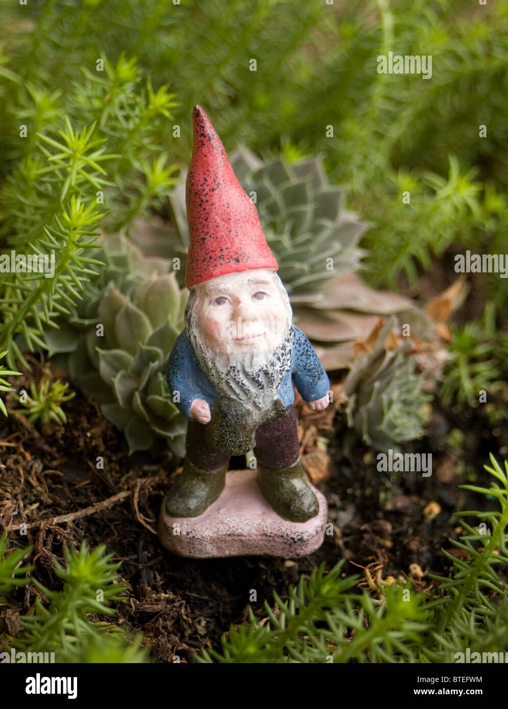 Gartenzwerg. Stockfoto