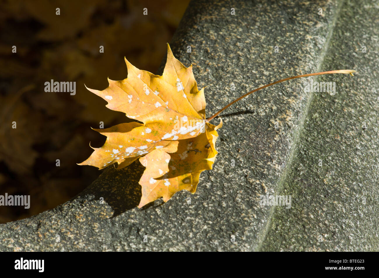 Braune Ahorn-Blätter am Rand des einen leeren Brunnen in einem Friedhof, Schwabing, München, Deutschland Stockfoto