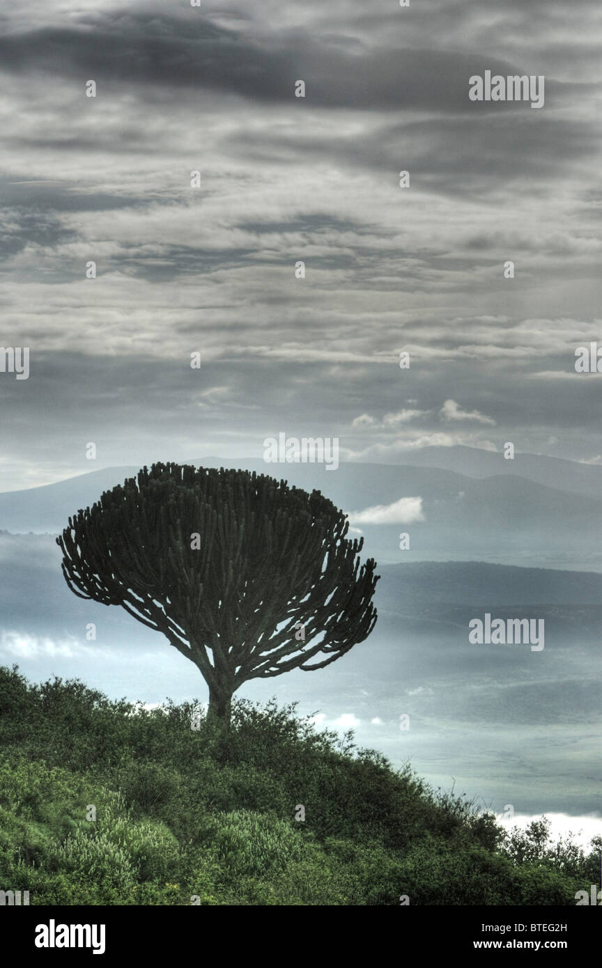 Bäume, dunkle Wolken und Nebel am frühen Morgen bei der Einreise in den Krater Stockfoto
