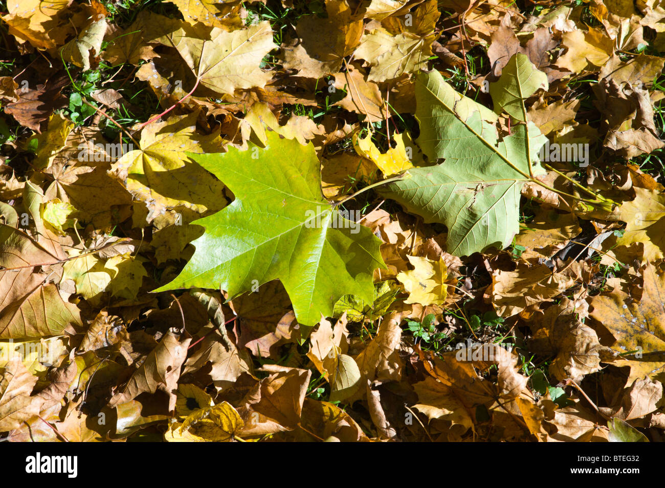 Zwei grüne Ahornblätter auf unter braunen Laub auf dem Boden von einem Friedhof in Schwabing, München Stockfoto