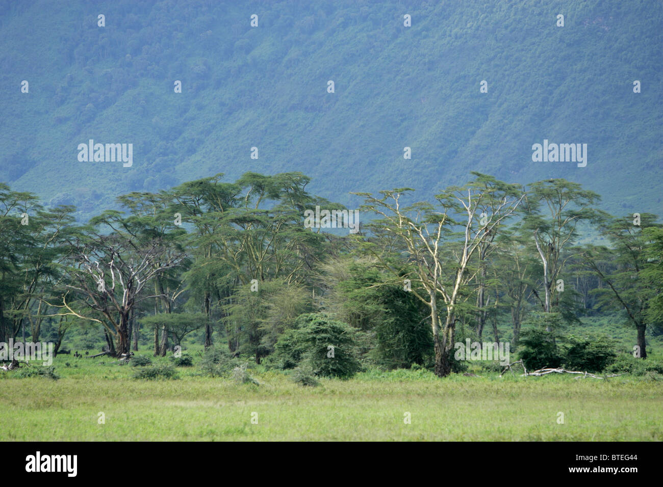 Lerai Fieber Baum Wald im Krater Stockfoto