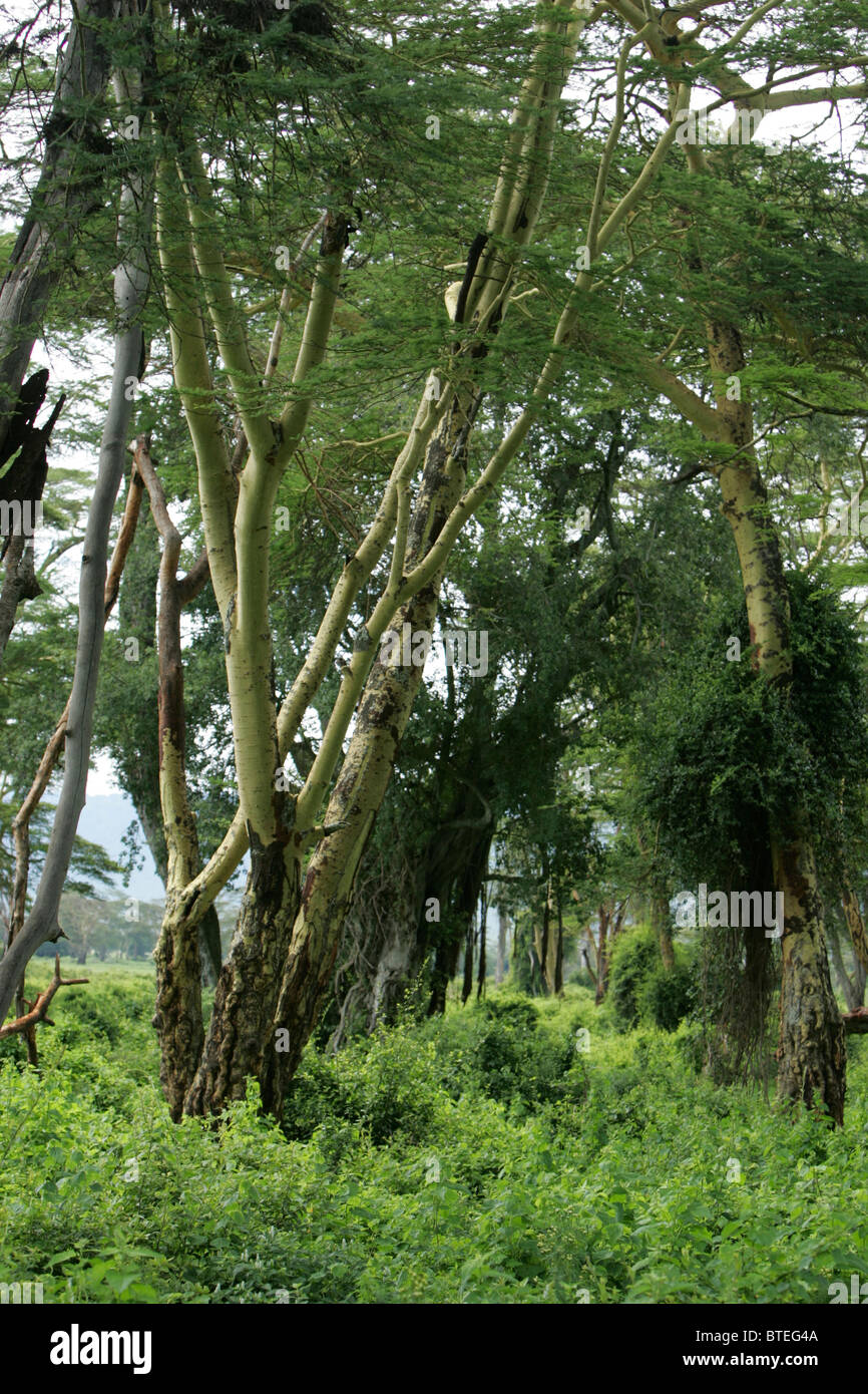 Lerai Fieber Baum Wald Stockfoto