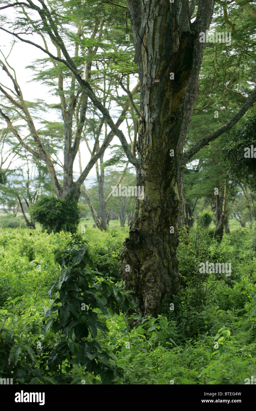 Lerai Fieber Baum Wald Stockfoto