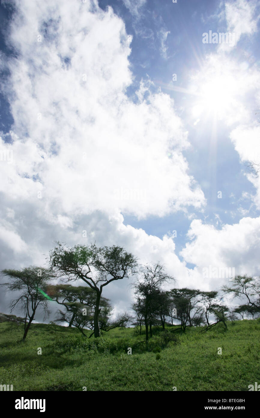 Serengeti-Vegetation mit Sonne bricht durch die Wolken Stockfoto