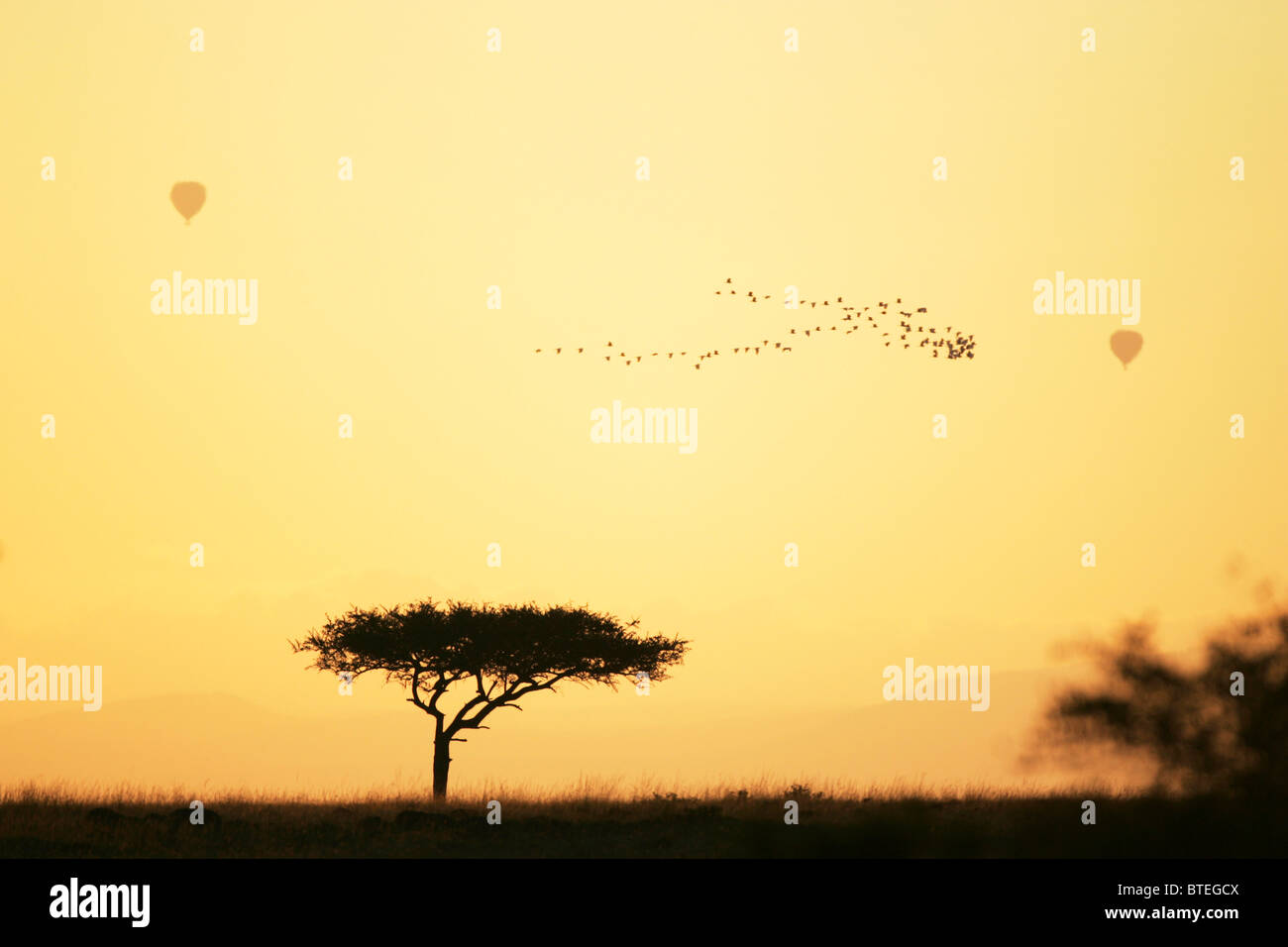Ein Vogelschwarm fliegt in einer V-Formation und zwei Heißluftballons in den Himmel bei Sonnenuntergang über der afrikanischen Savanne Stockfoto