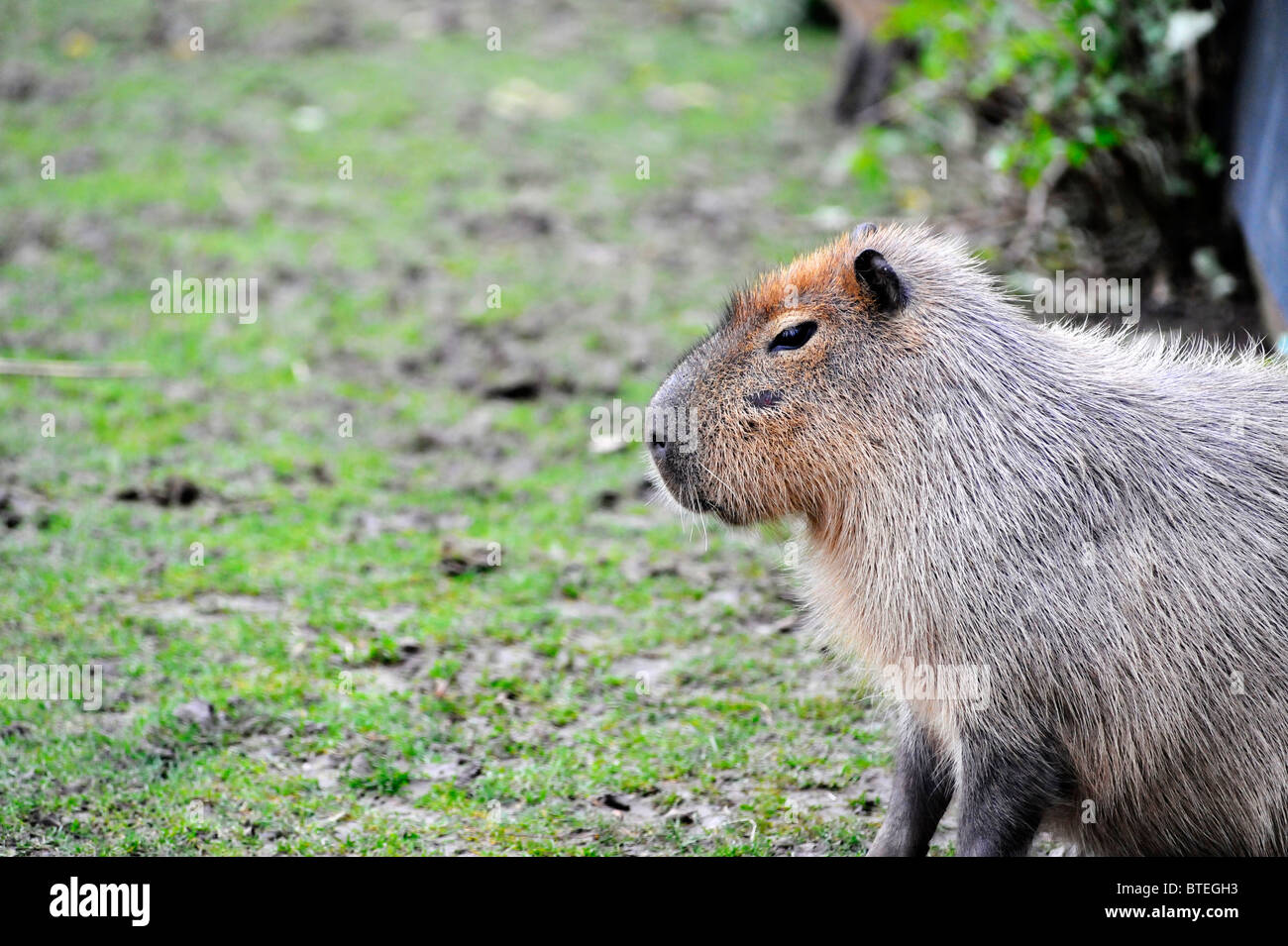 Capybara (Hydrochaeris Hydrochaeris) im Twycross Zoo Stockfotografie