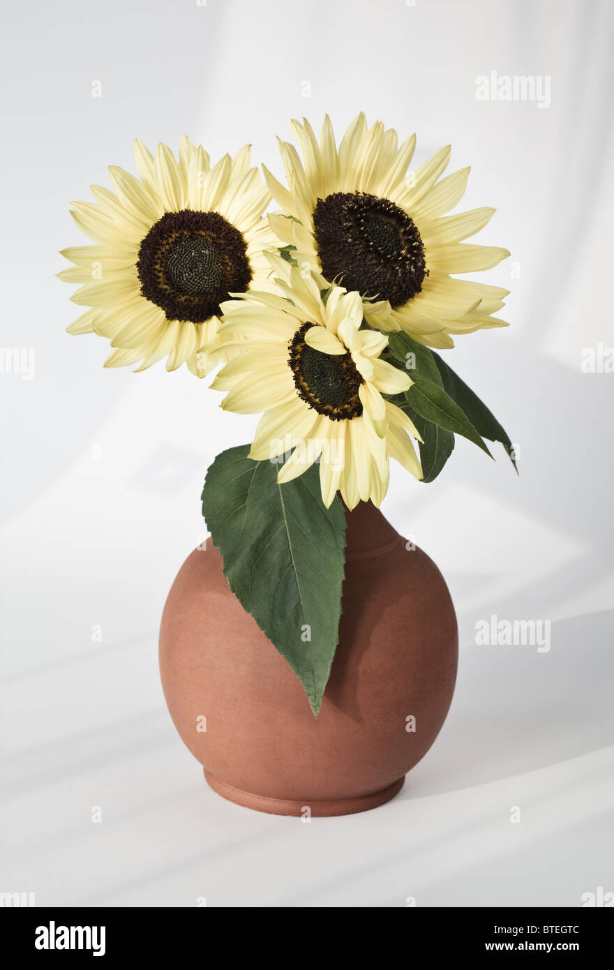 Drei Sonnenblumen in einer Vase Stockfotografie - Alamy