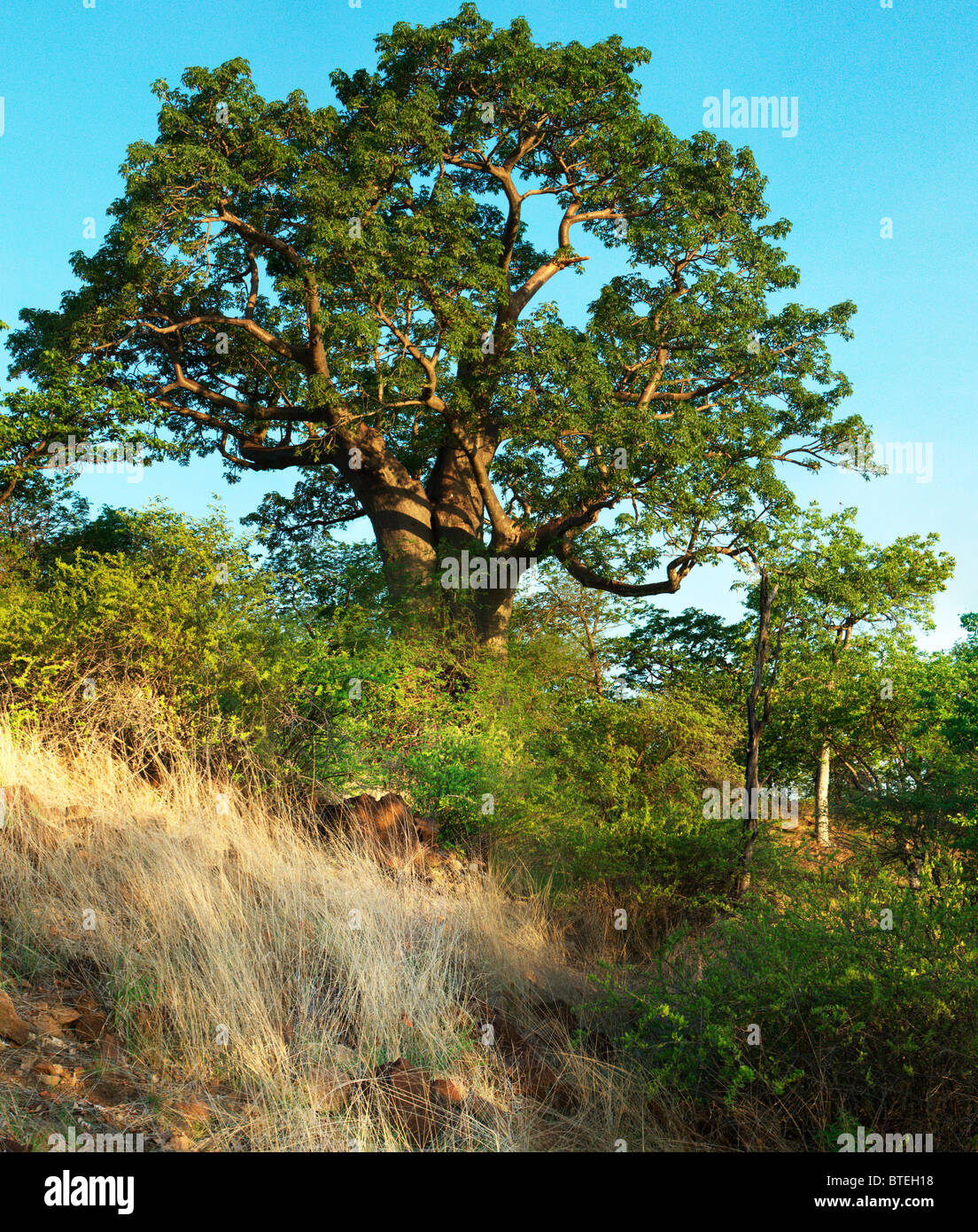 Baobab-Baum in voller Blatt auf einem Hügel Stockfoto