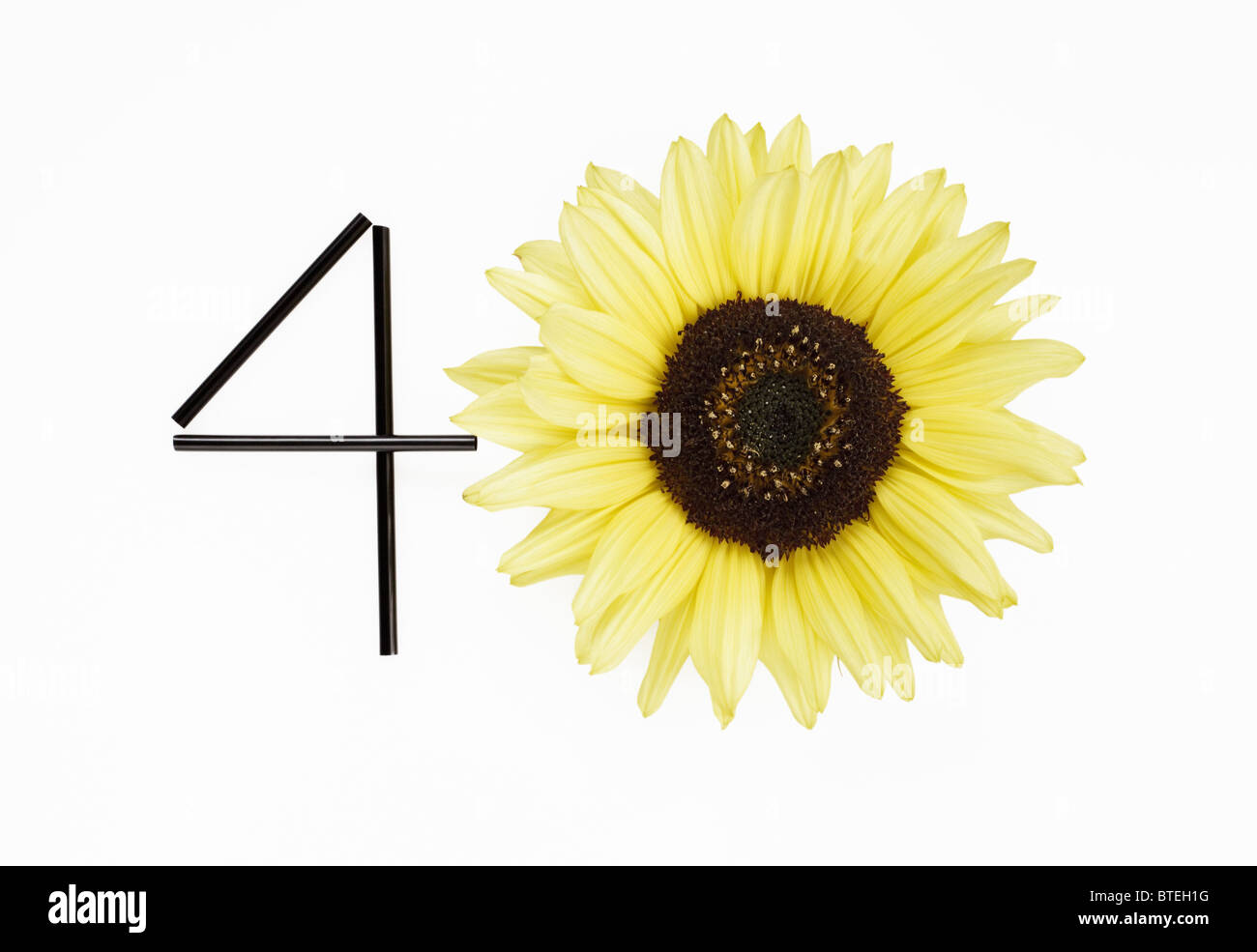 Sonnenblume, Zahl vierzig Stockfoto