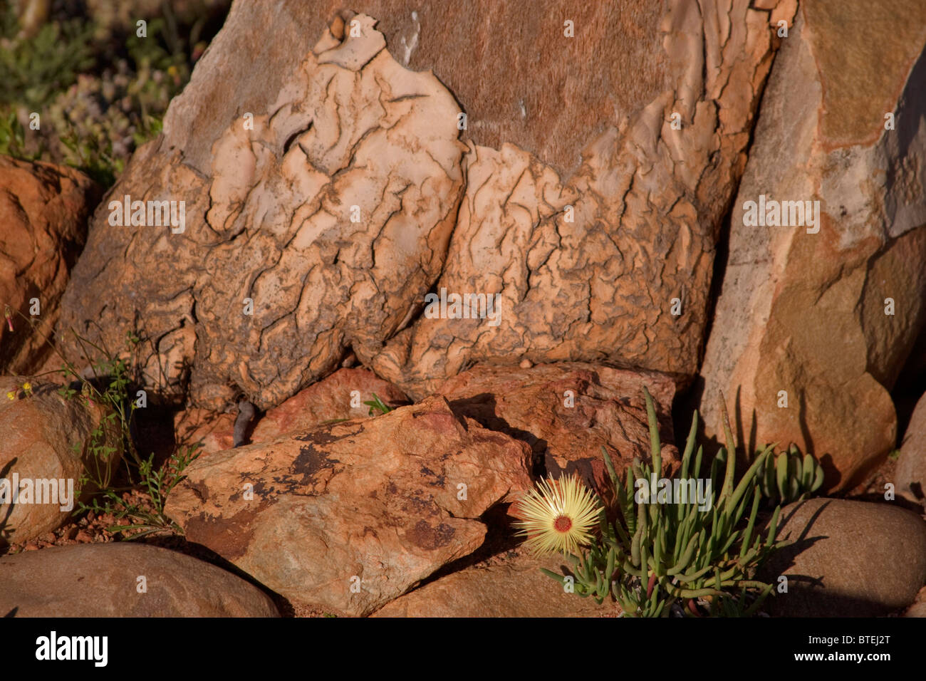 Vygie Werk in Blume wächst zwischen Felsen Stockfoto