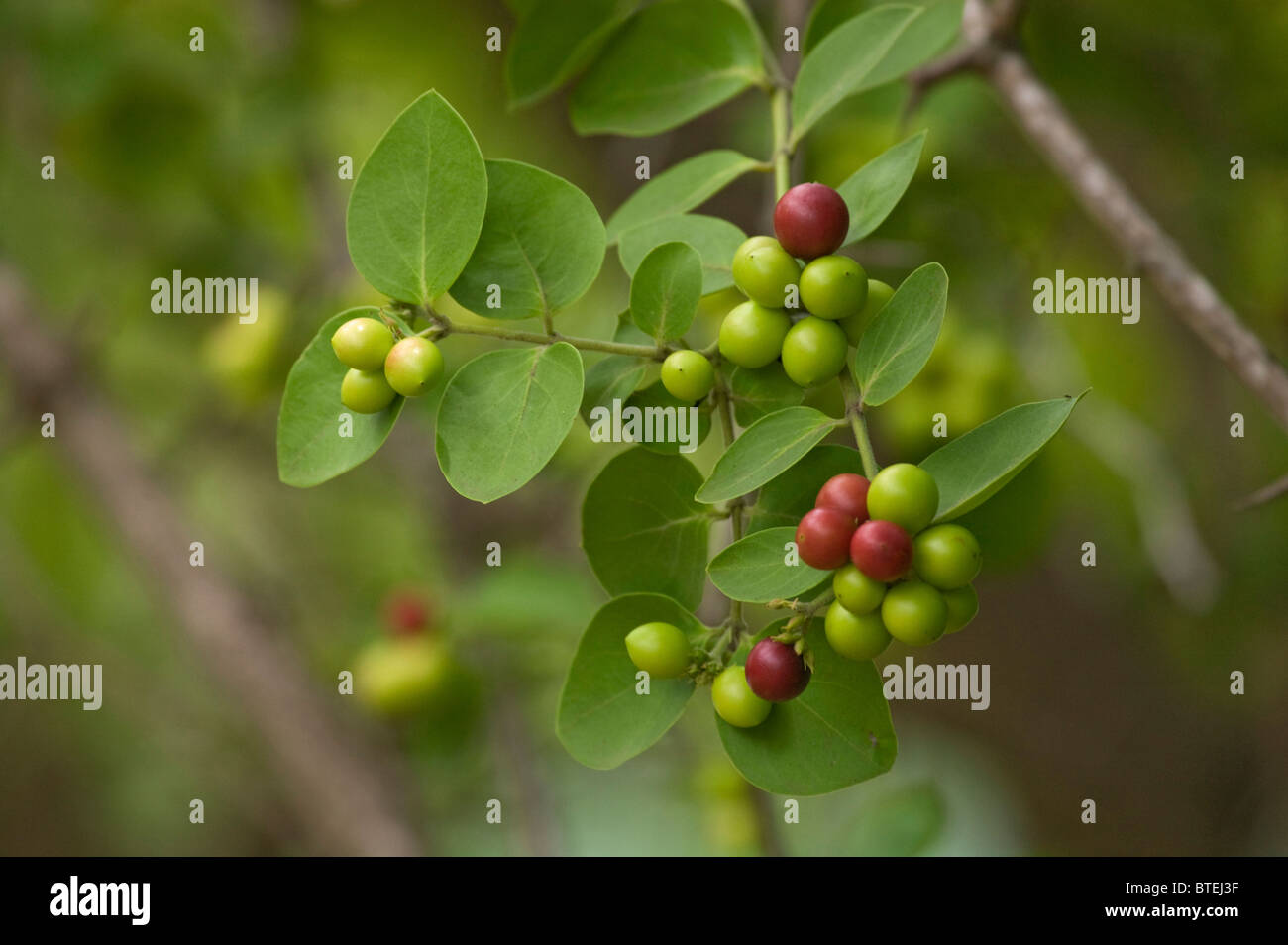 Einfache spined Num Num (Carissa Edulis) mit Früchten Stockfoto