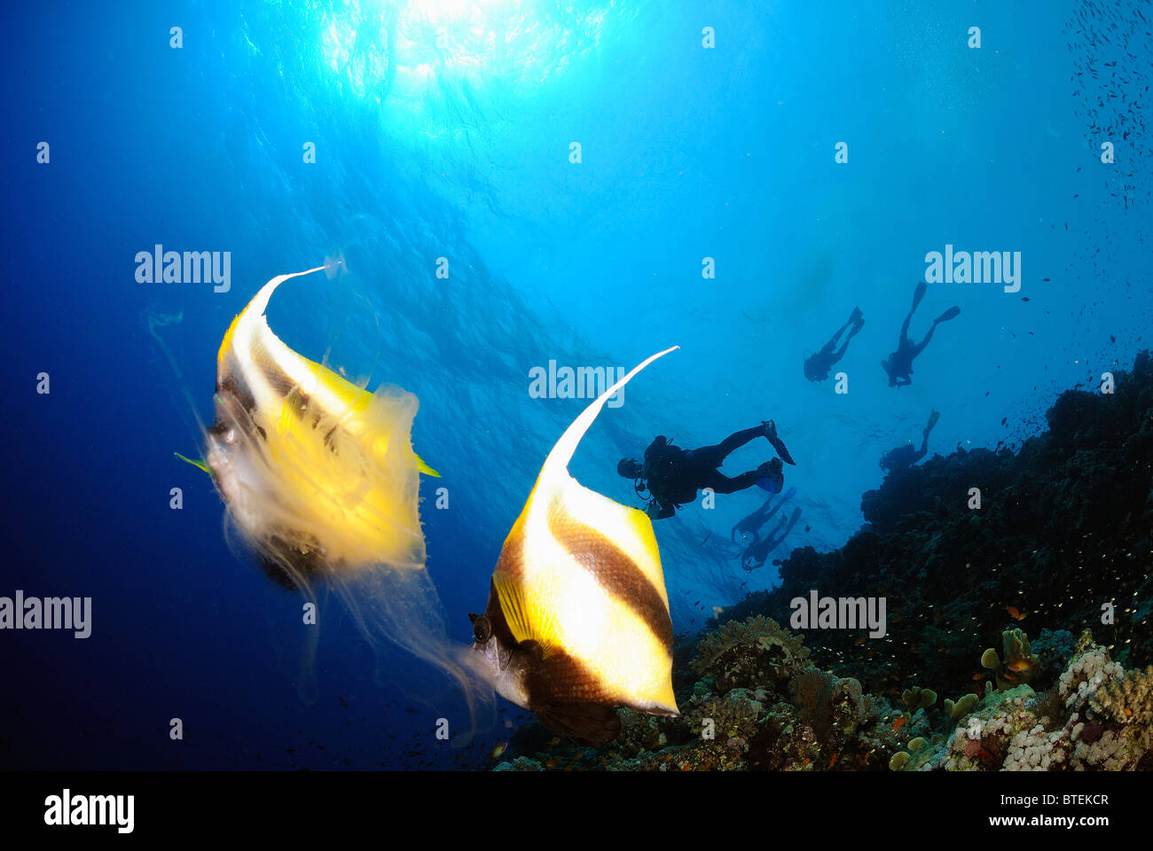 Rotes Meer Bannerfish Essen eine Qualle, Big Brother Island, Ägypten, Rotes Meer Stockfoto