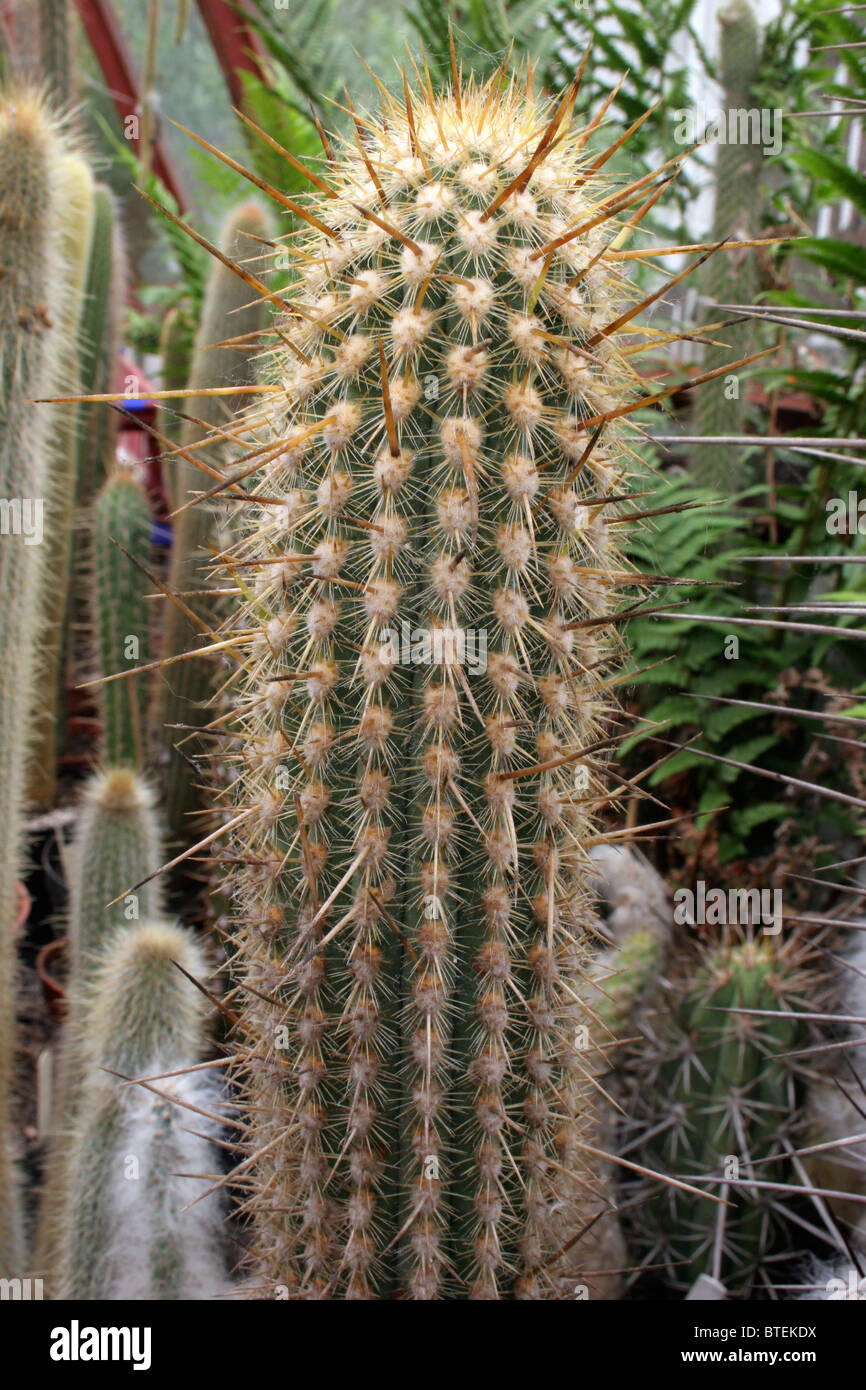 Säulenartige Kaktus (Weberbauerocereus Weberbaueri) aus Samen gesammelt 5 km N von Arequipa, Peru, PM467. Stockfoto