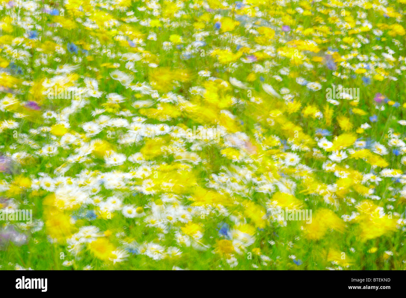 Bunte Wildblumen im Wind bewegen Stockfoto