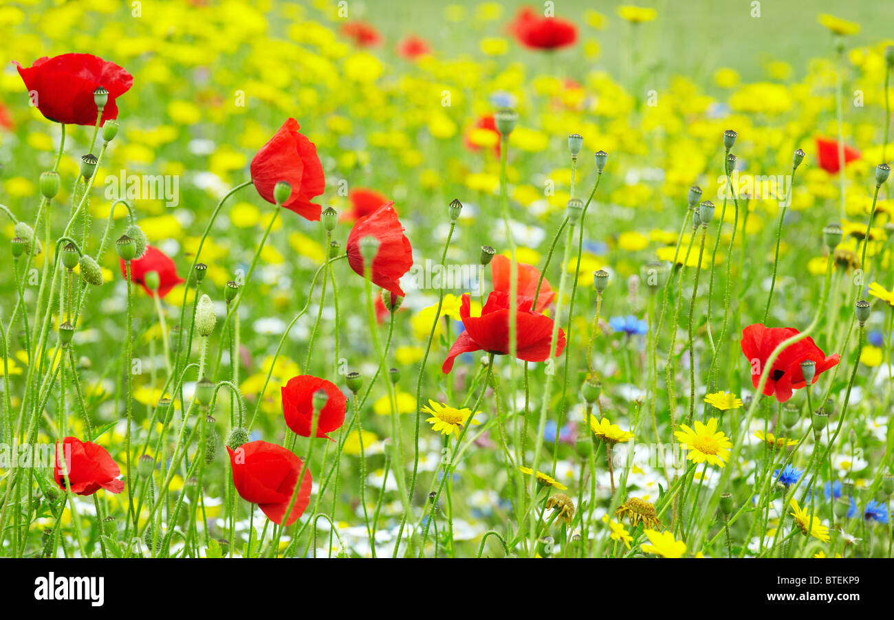 Bunte Wildblumen im Wind bewegen Stockfoto