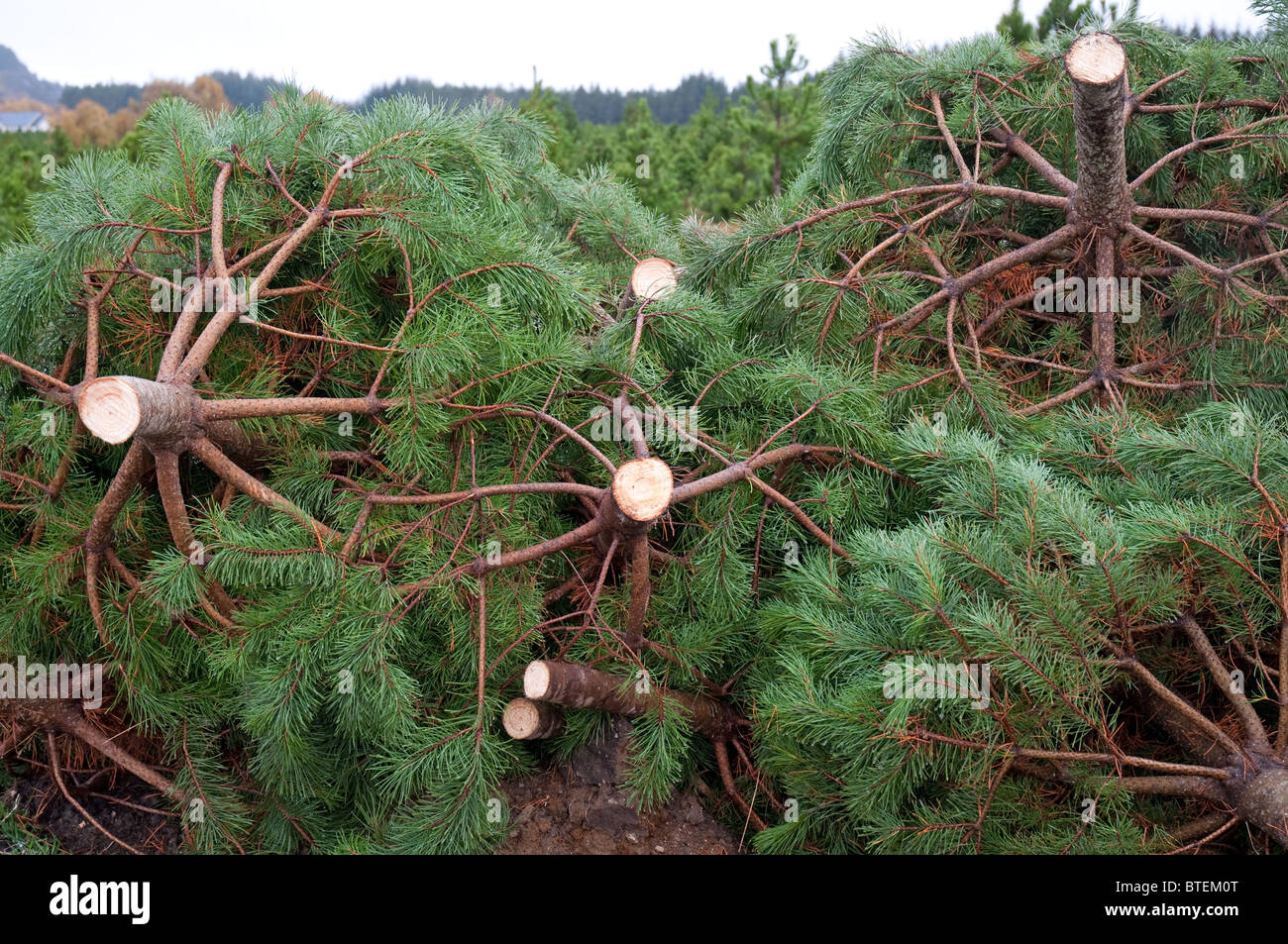 Schneiden Sie Weihnachtsbäume, Lodge Pole pine,Inverness,Scotland.Cut und gestapelt vor, auf LKWs verladen werden. Stockfoto