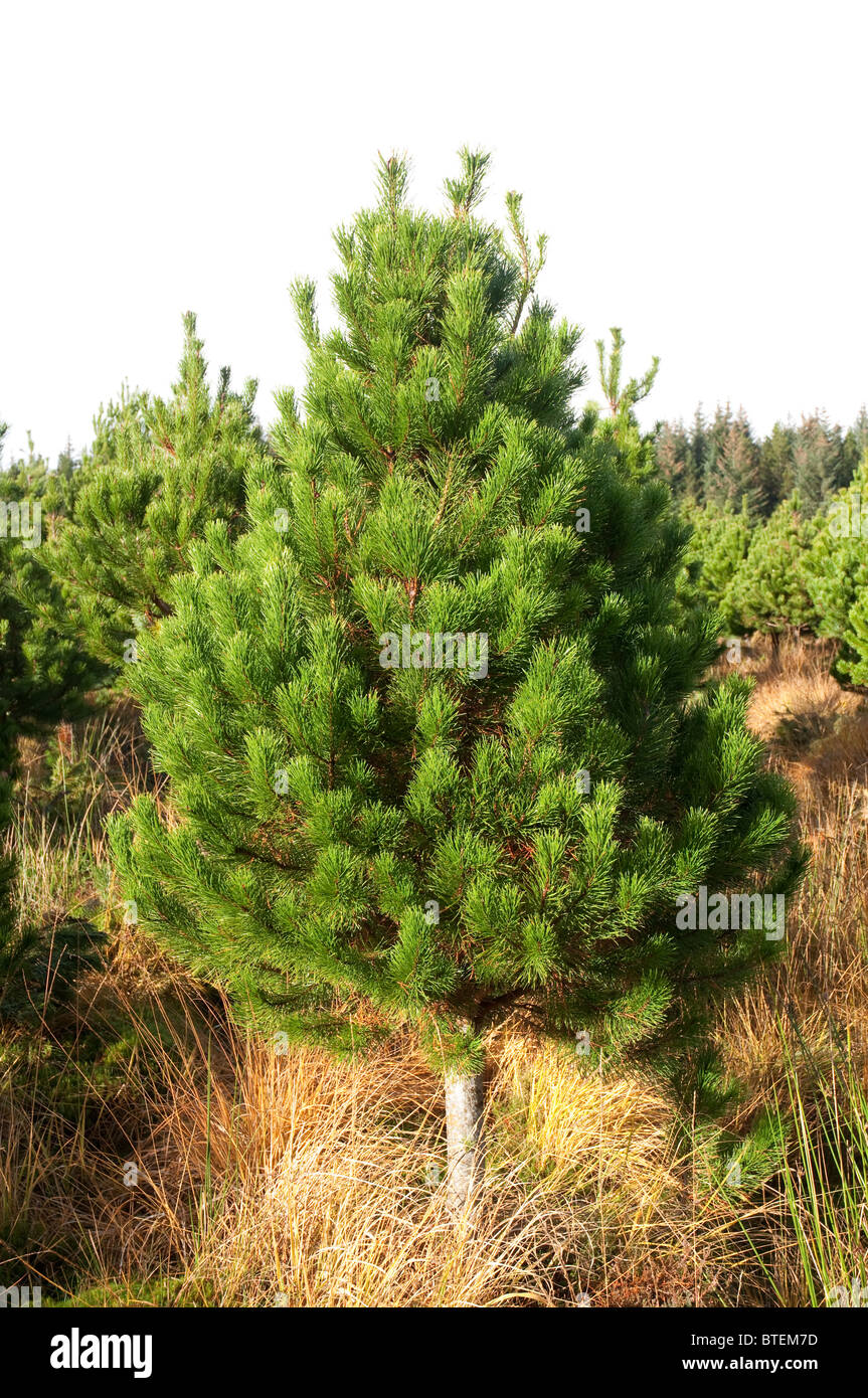 Weihnachtsbaum, Lodge Pole Kiefer, eines der beliebtesten Sorten in Großbritannien. Wächst in Inverness, Schottland. Stockfoto