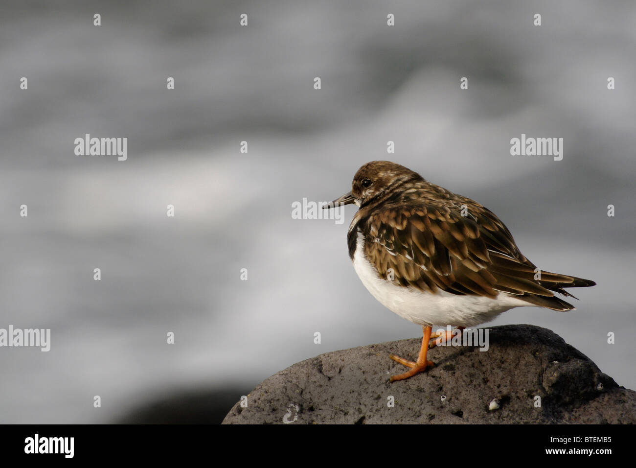 Ruddy Turnstone, der auf einem Felsen in der Nähe der Küste steht, aufgenommen von den Azoren. Stockfoto
