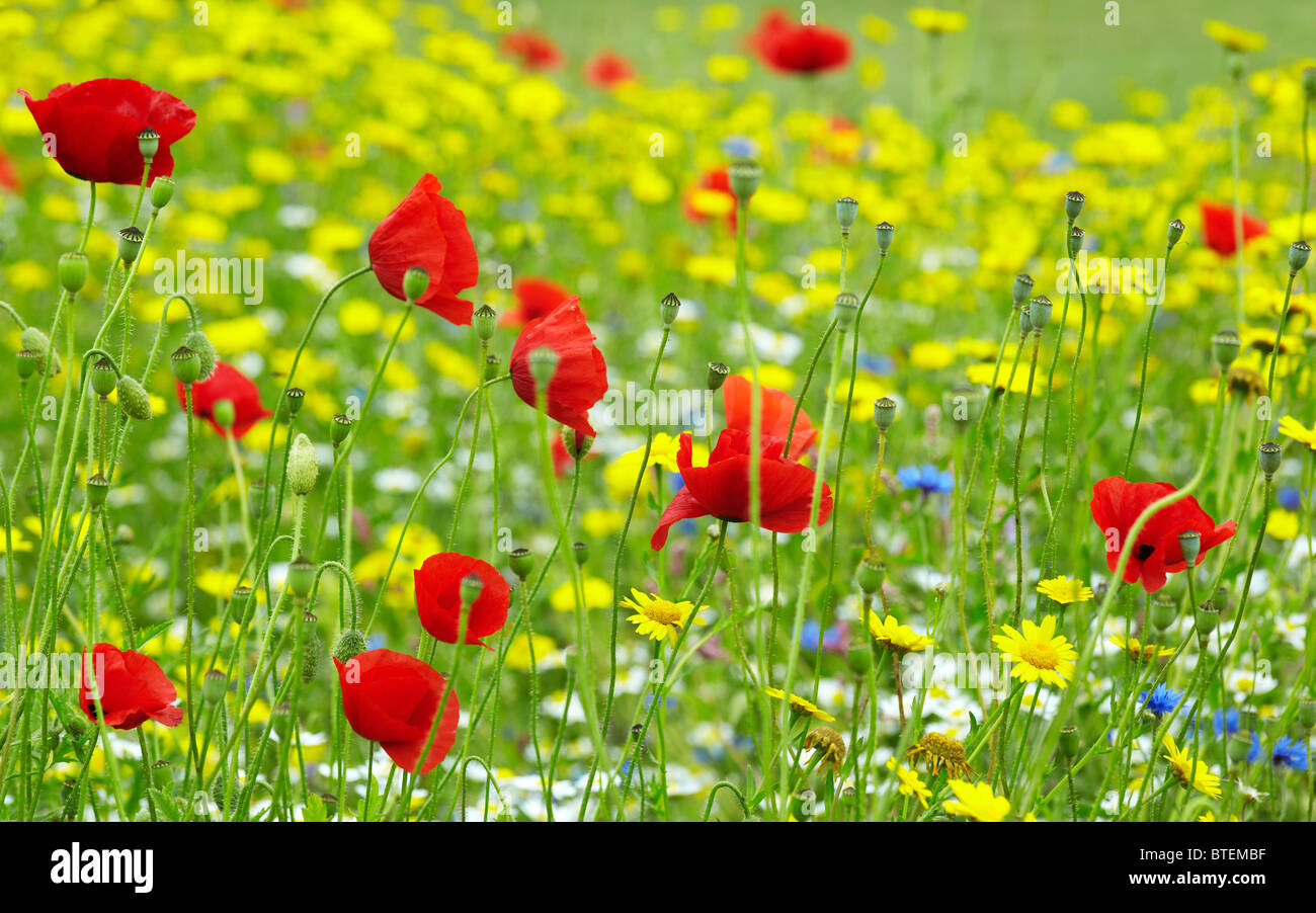 Bunte Wildblumen im Wind bewegen Stockfoto